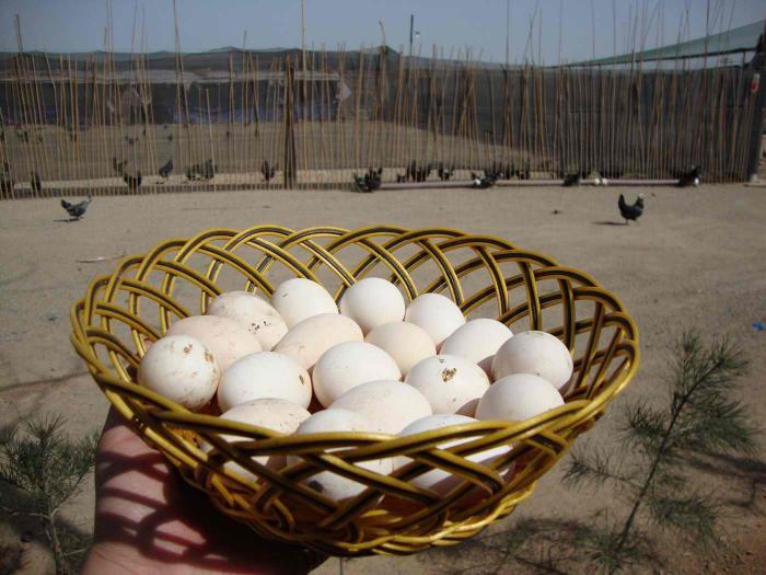 生态鸡蛋网上卖