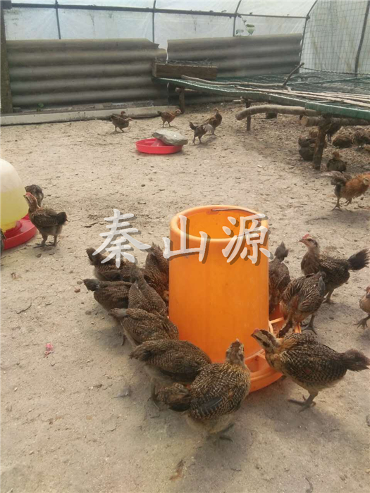 汉中略阳客户的养鸡场