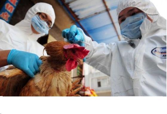H7N9肆虐 是“天灾”？还是“人祸”？