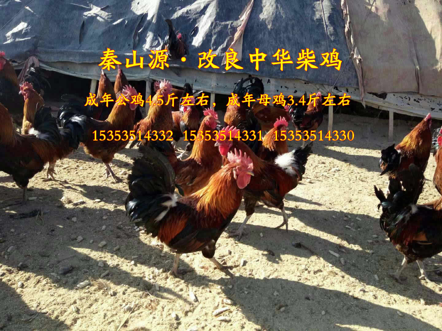 秦山源·改良中华柴鸡